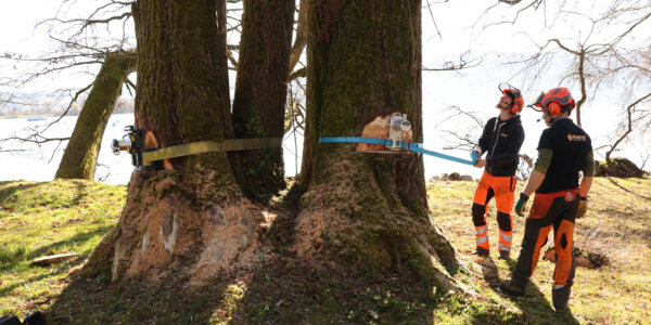 Murer Baumpflege Banner Karriere 01