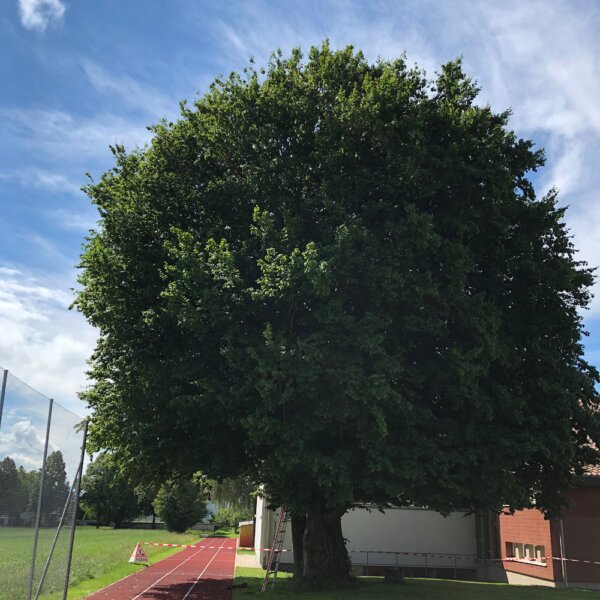Murer Baumpflege Banner Leistungen 02a