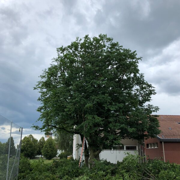 Murer Baumpflege Banner Leistungen 02b