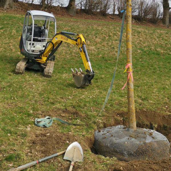 Murer Baumpflege Bereich Baumpflanzung 02