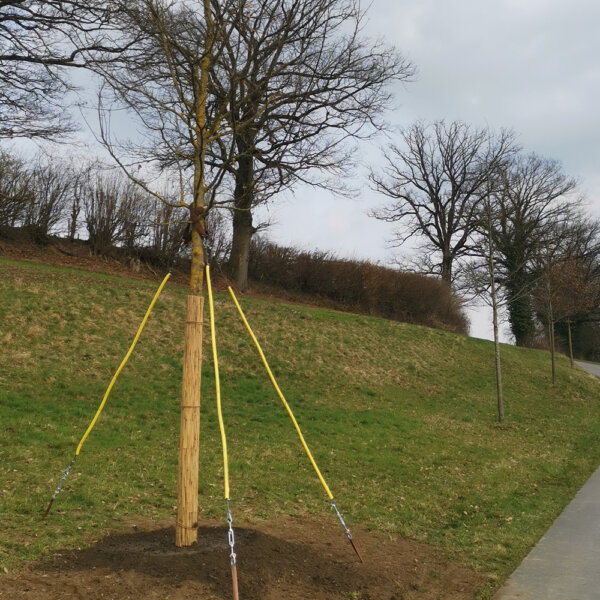 Murer Baumpflege Bereich Baumpflanzung 03