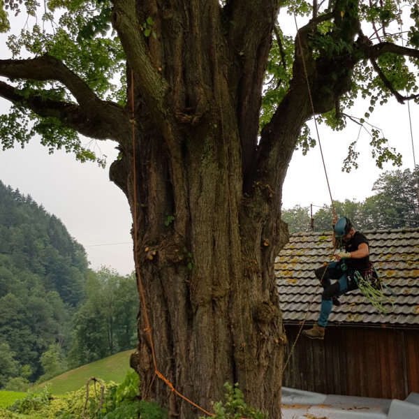 Murer Baumpflege Bereich Baumpflege 03