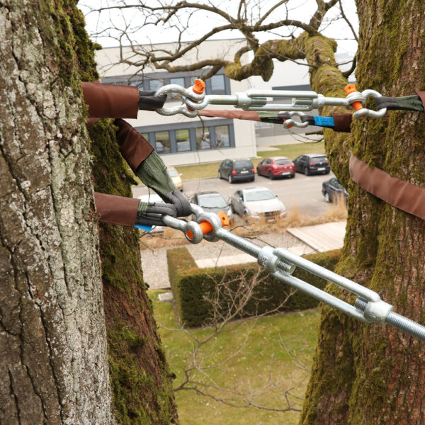 Murer Baumpflege Bereich Baumschutz 02