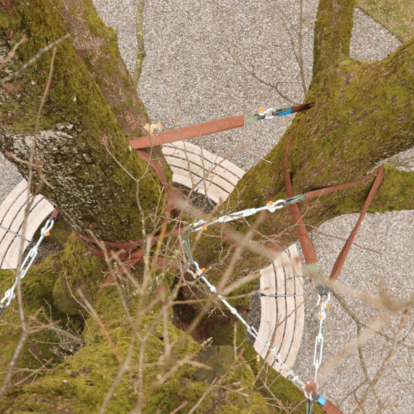 Murer Baumpflege Bereich Standortverbesserung 03